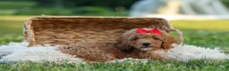 Miniature Poodle dogs for sale: Tyson 💙✨ - Ad 20