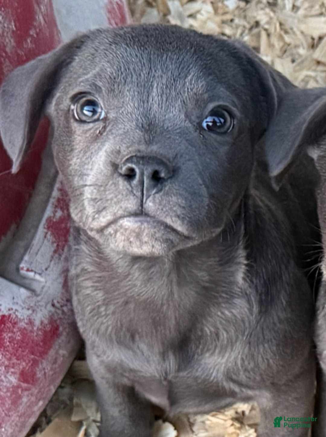 Mixed Breed dogs for sale: Shestov (Stevie)  - Ad 1