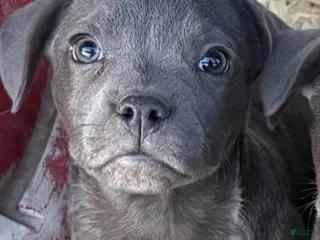 Mixed Breed dogs Shestov (Stevie) - Ad 39