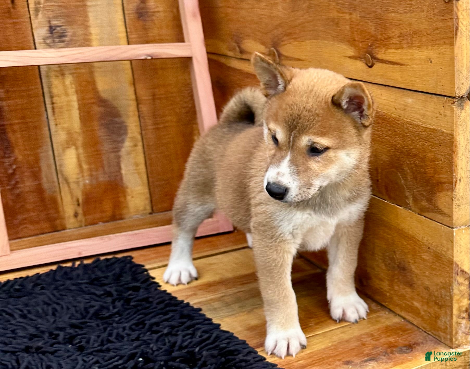Shiba Inu dogs Shiba Inu Puppy 4 - Ad 2