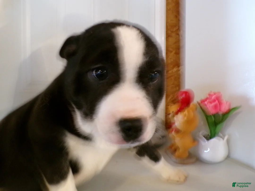 American Pit Bull Terrier dogs for sale: American Pit Bull Terrier Puppy 5 Maria - Ad 3