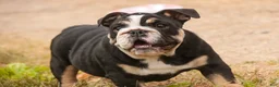 English Bulldog dogs for sale: Amelia - Ad 7