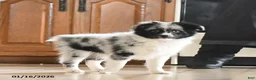 Miniature Australian Shepherd dogs for sale: Oreo - Ad 2