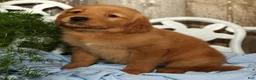 Golden Retriever dogs for sale: Shasta - Ad 14