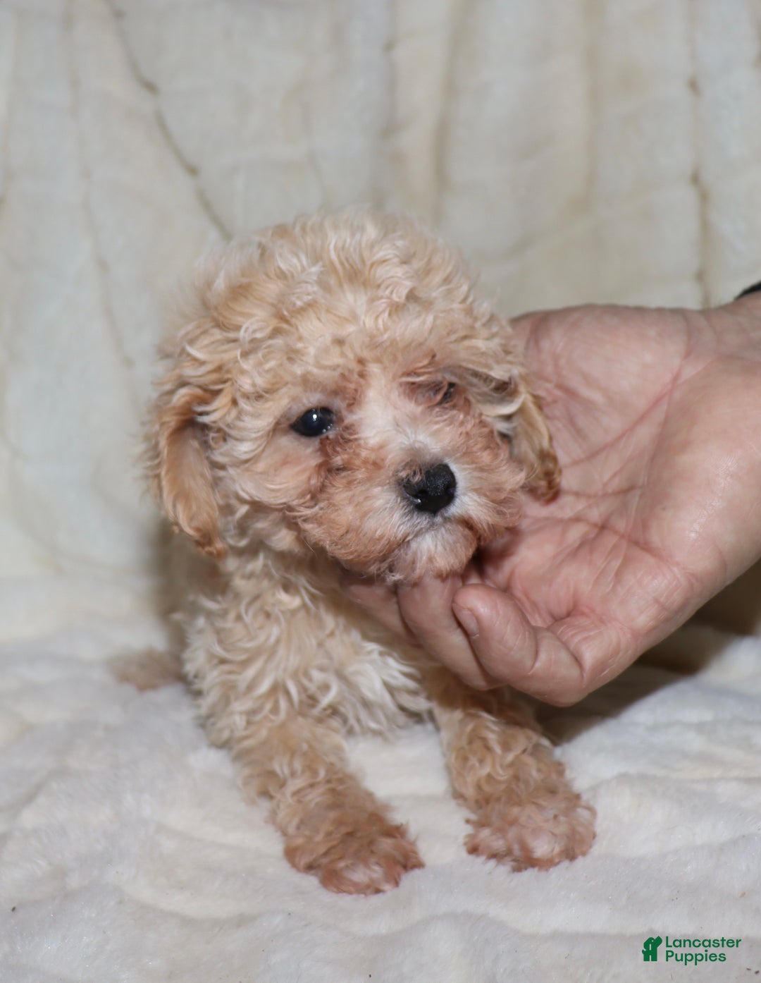 Toy Poodle dogs for sale: Angel - Ad 2