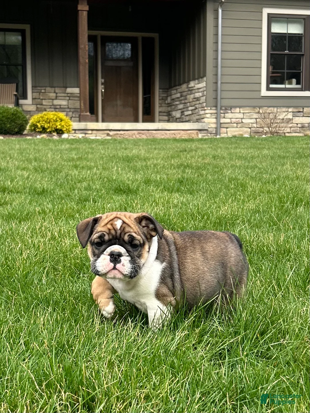 English Bulldog dogs for sale: Walker - Ad 2