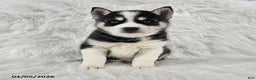 Pomsky dogs for sale: Reece - Ad 3