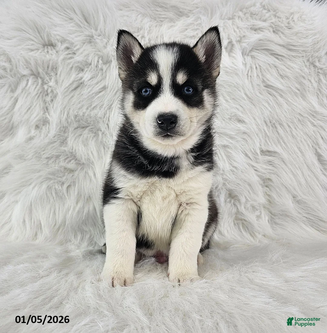 Pomsky dogs for sale: Reece - Ad 3