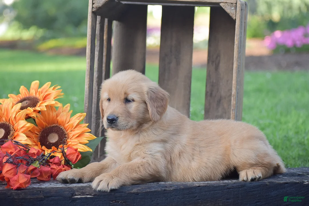 Golden Retriever dogs for sale: Percy - Ad 2