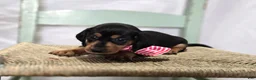 Miniature Dachshund dogs for sale: Alexia - Ad 8