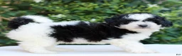 Havapoo dogs for sale: Remmie  - Ad 3