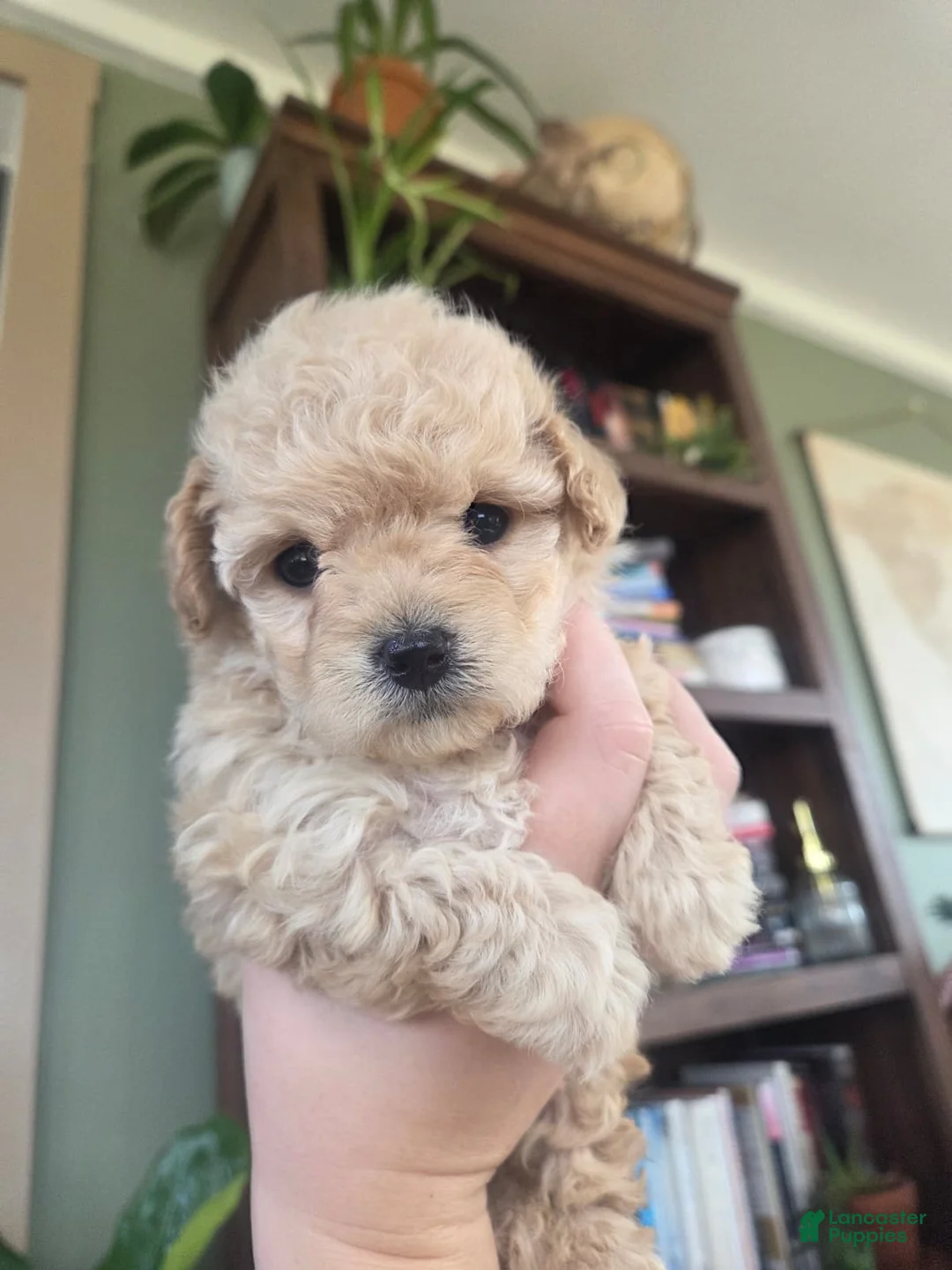 Maltipoo dogs for sale: Elsa - Ad 1