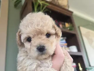 Maltipoo dogs Elsa - Ad 40