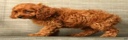 Cockapoo dogs for sale: Stella - Ad 8