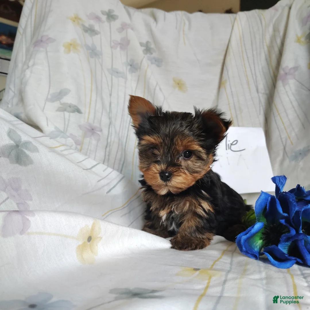 Yorkshire Terrier dogs for sale: Charlie - Ad 2