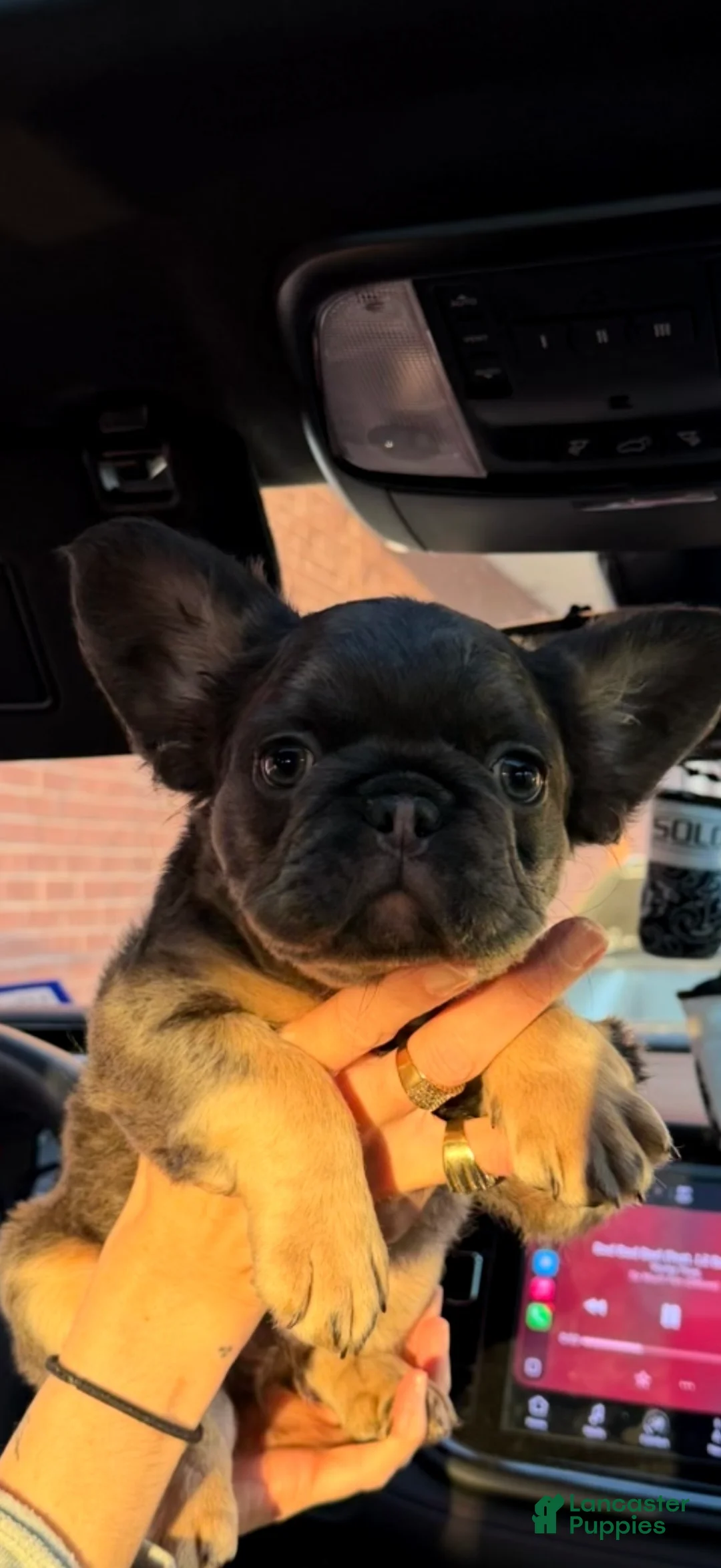 French Bulldog dogs for sale: French Bulldog Puppy 2 - Ad 2