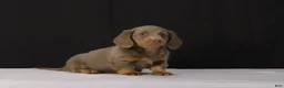 Dachshund dogs for sale: Max - Ad 5