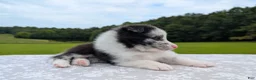 Shetland Sheepdog dogs for sale: Tucker - Ad 6