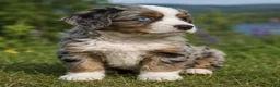 Mixed Breed dogs for sale: Noodle - Ad 2