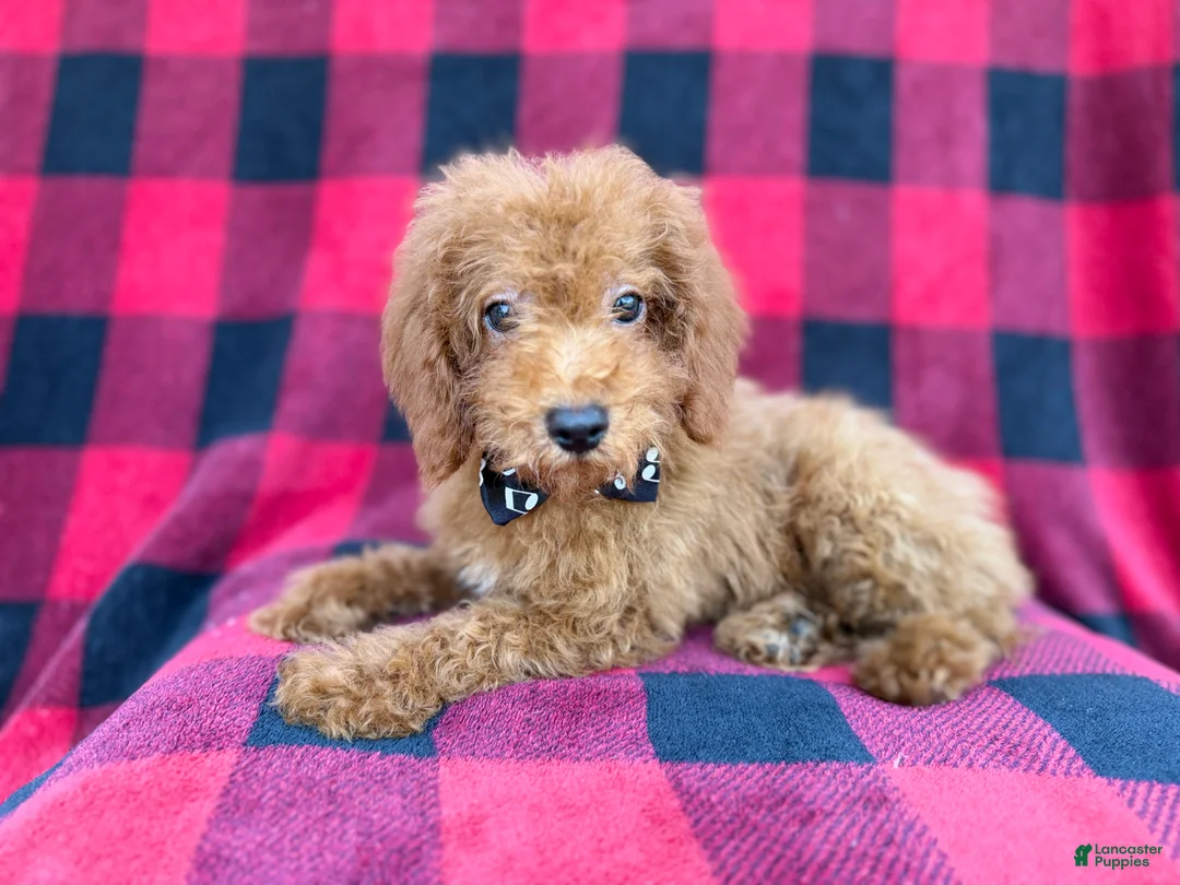 Cockapoo dogs for sale: Cash - Ad 1