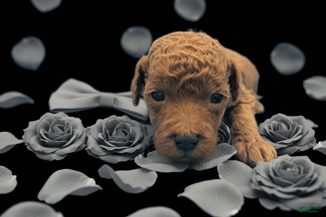 Toy Poodle dogs for sale: Rusty 🩶 - Ad 11