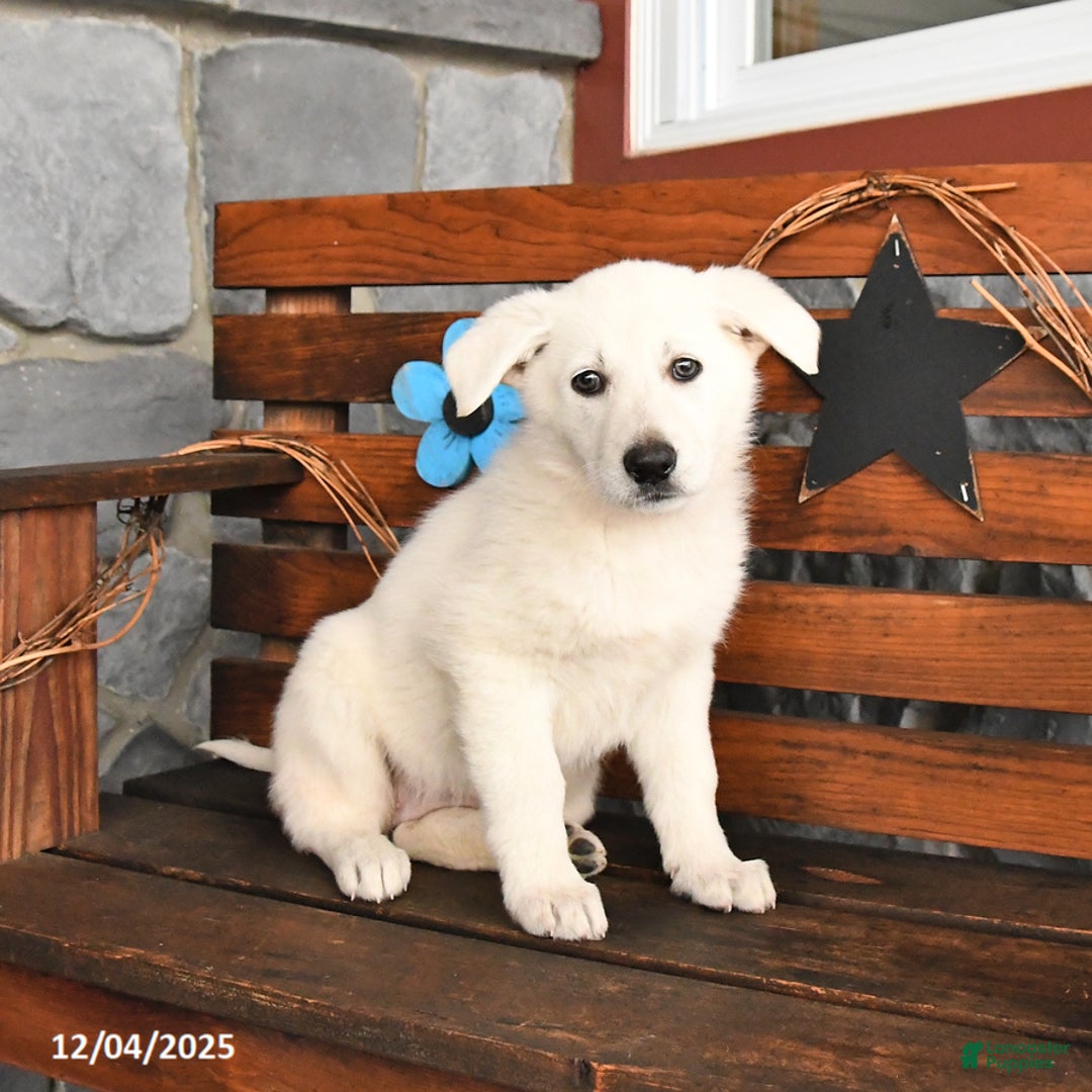 German Shepherd dogs for sale: Maggie - Ad 1