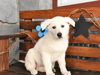 German Shepherd dogs Maggie - Ad 22