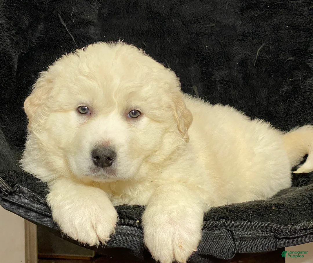 Great Pyrenees dogs for sale: Grace - Ad 3