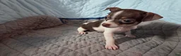 Chihuahua dogs for sale: Chihuahua 2 - Ad 5