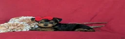 Yorkshire Terrier dogs for sale: Trinity 4.5 lbs Full Grown - Ad 4