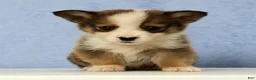 Mixed Breed dogs for sale: Dewey - Ad 3