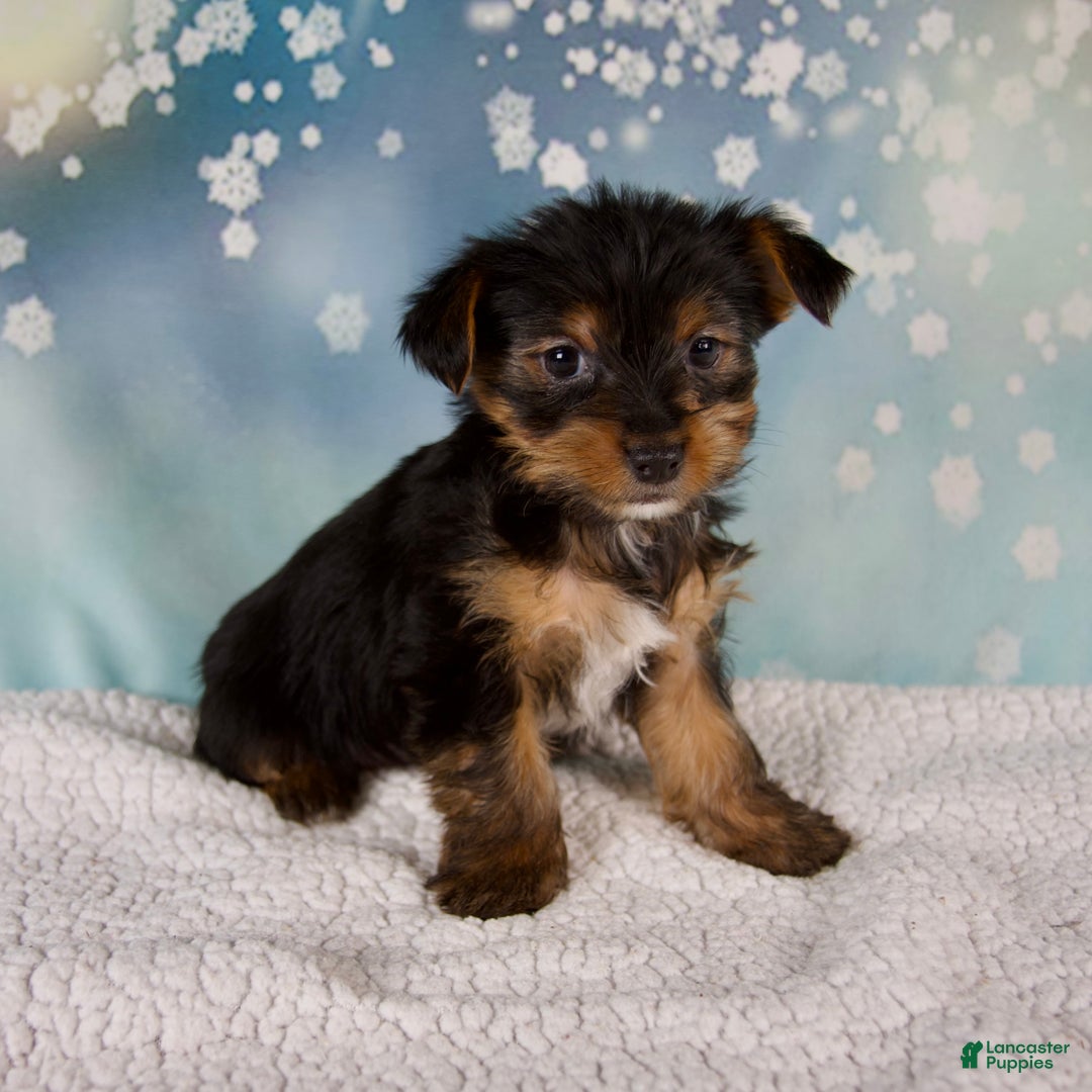 Yorkshire Terrier dogs for sale: Koby - Ad 7