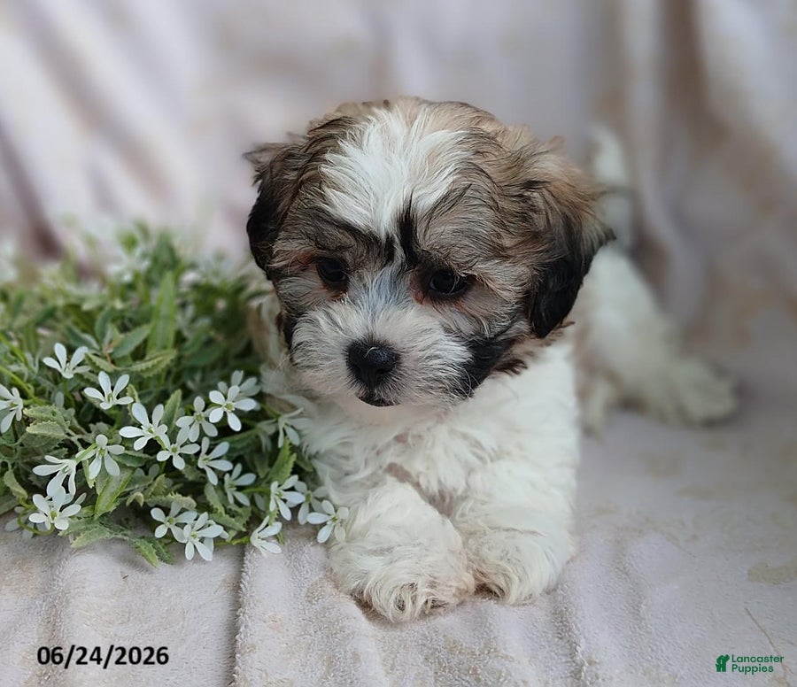 Teddy Bear dogs Easton - Ad 2