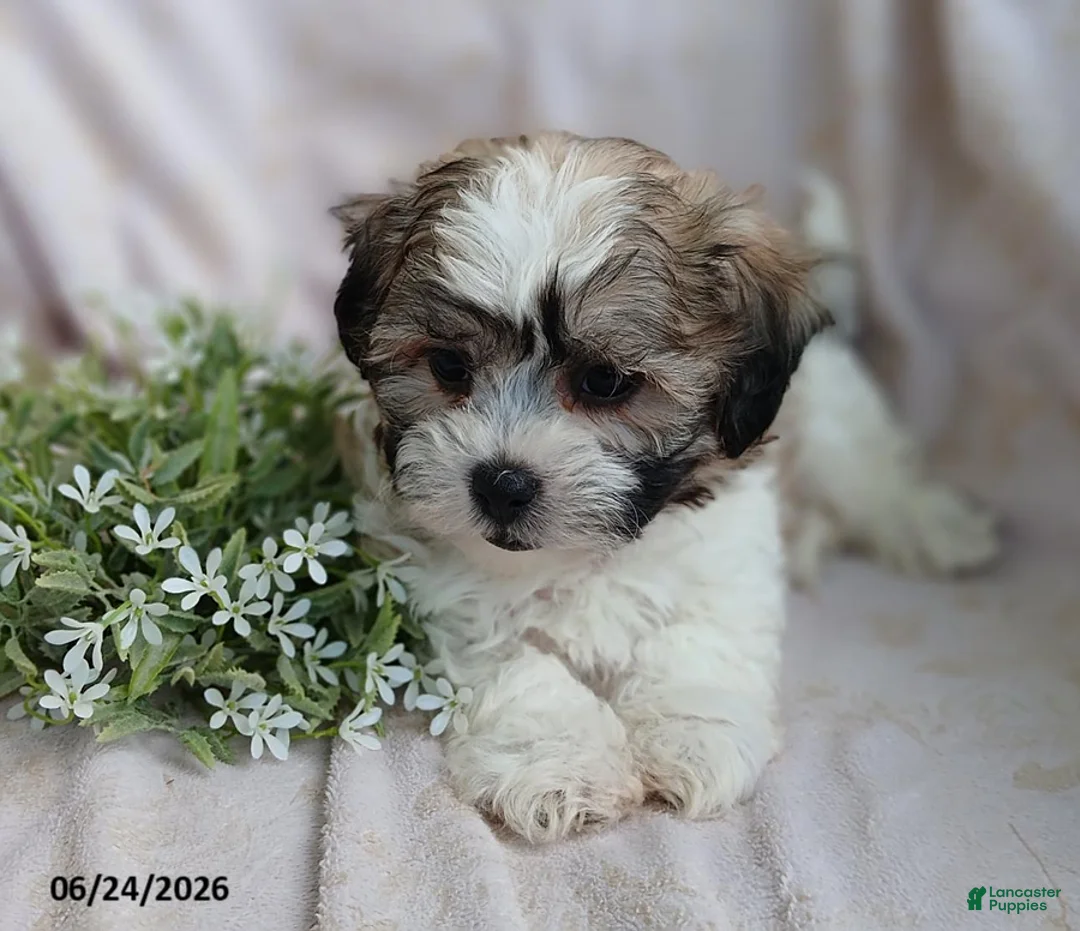 Teddy Bear dogs for sale: Easton - Ad 2