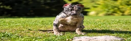 American Bully dogs for sale: ODYSSEY - Ad 3