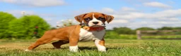 Boxer dogs for sale: Sandy - Ad 9