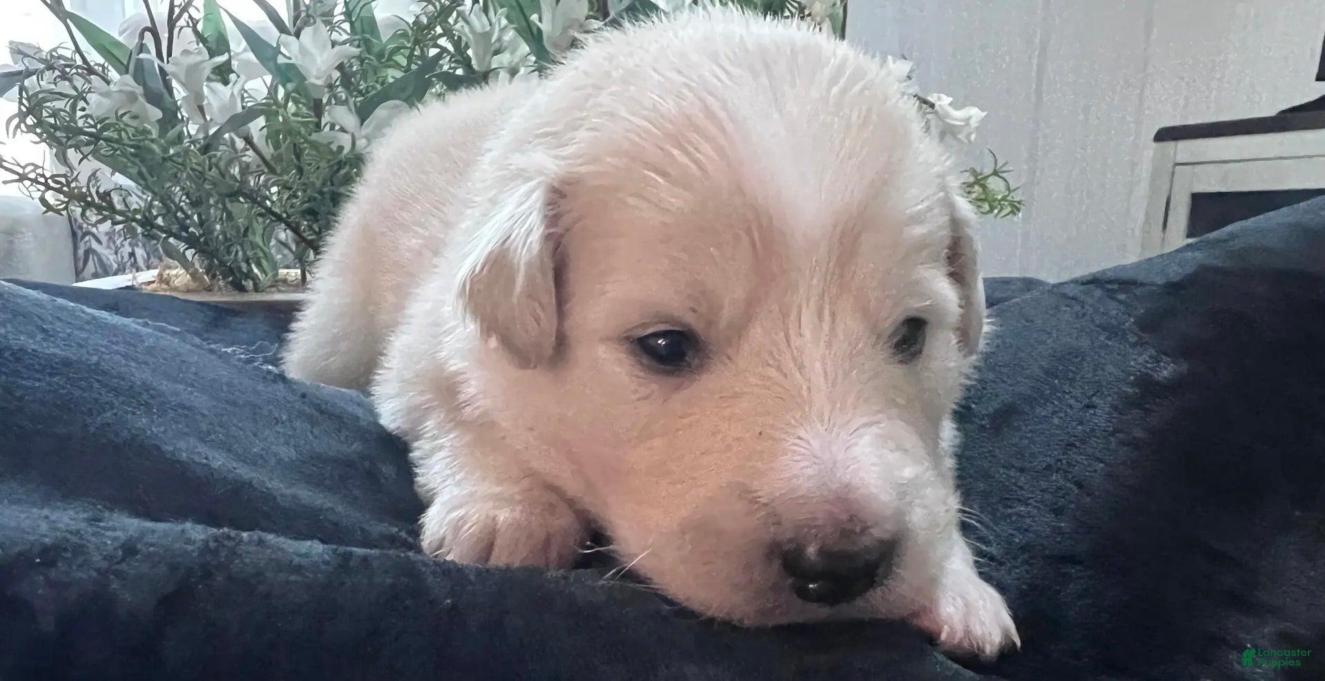 Great Pyrenees dogs Cypress - Ad 2