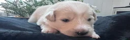 Great Pyrenees dogs for sale: Cypress - Ad 2