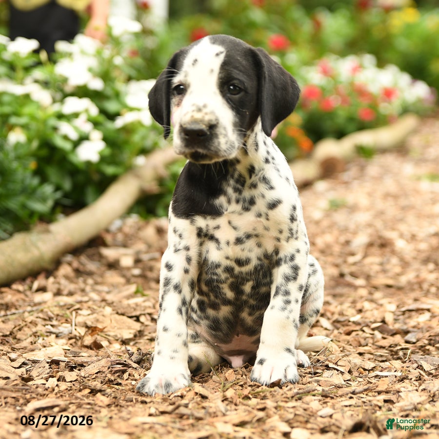 Dalmatian dogs Pirate - Ad 1