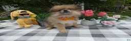 Pomeranian dogs for sale: Pomeranian 1 Trooper - Ad 1