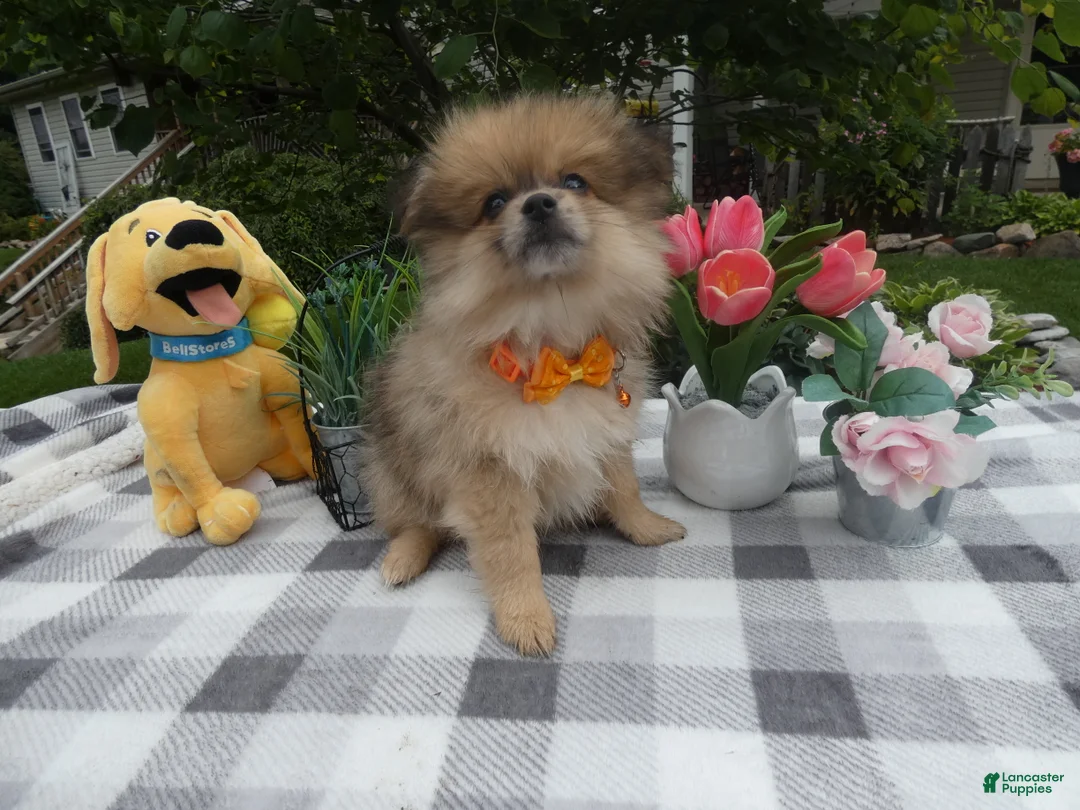 Pomeranian dogs for sale: Pomeranian 1 Trooper - Ad 1
