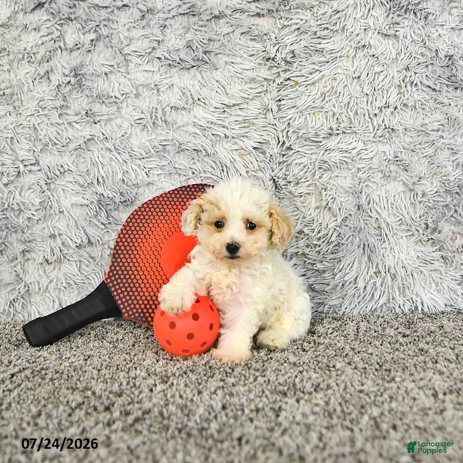 Toy Poodle dogs Tyler   EXTRA SMALL - Ad 2