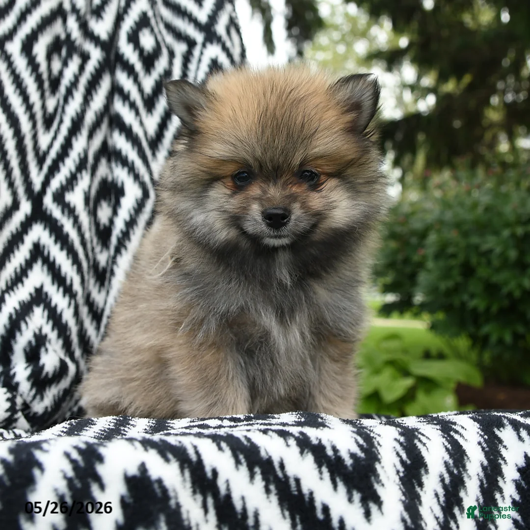 Pomeranian dogs for sale: Greg - Ad 1