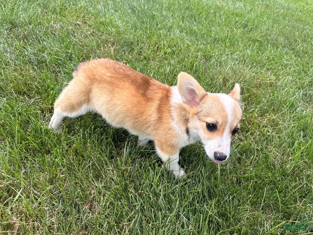 Welsh Corgi Pembroke dogs for sale: SKYLER - Ad 2