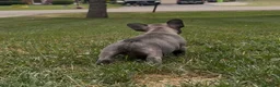 French Bulldog dogs for sale: Sonia - Ad 6