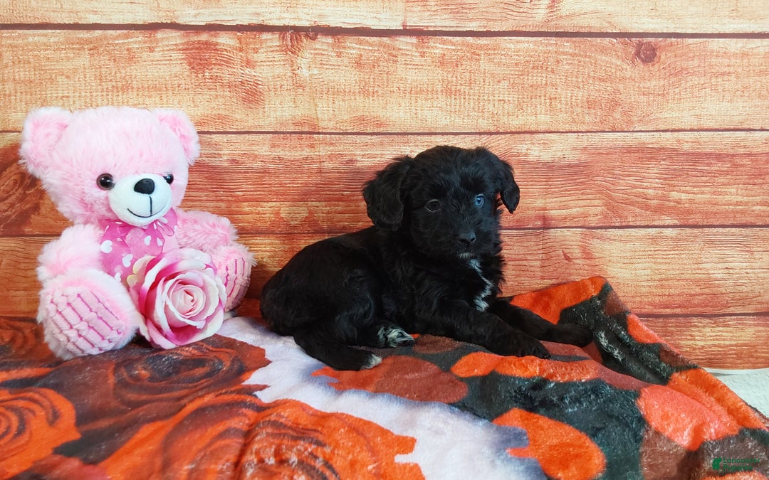 Aussiedoodle dogs for sale: Aussiedoodle Puppy 4 - Ad 7