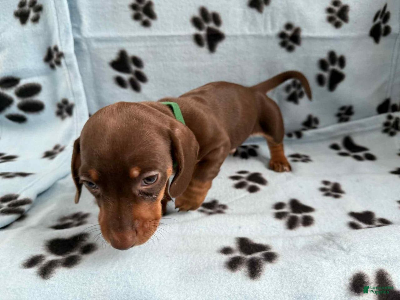 Miniature Dachshund dogs Miniature Dachshund Puppy 3 - Ad 42