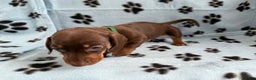 Miniature Dachshund dogs for sale: Miniature Dachshund Puppy 3 - Ad 1
