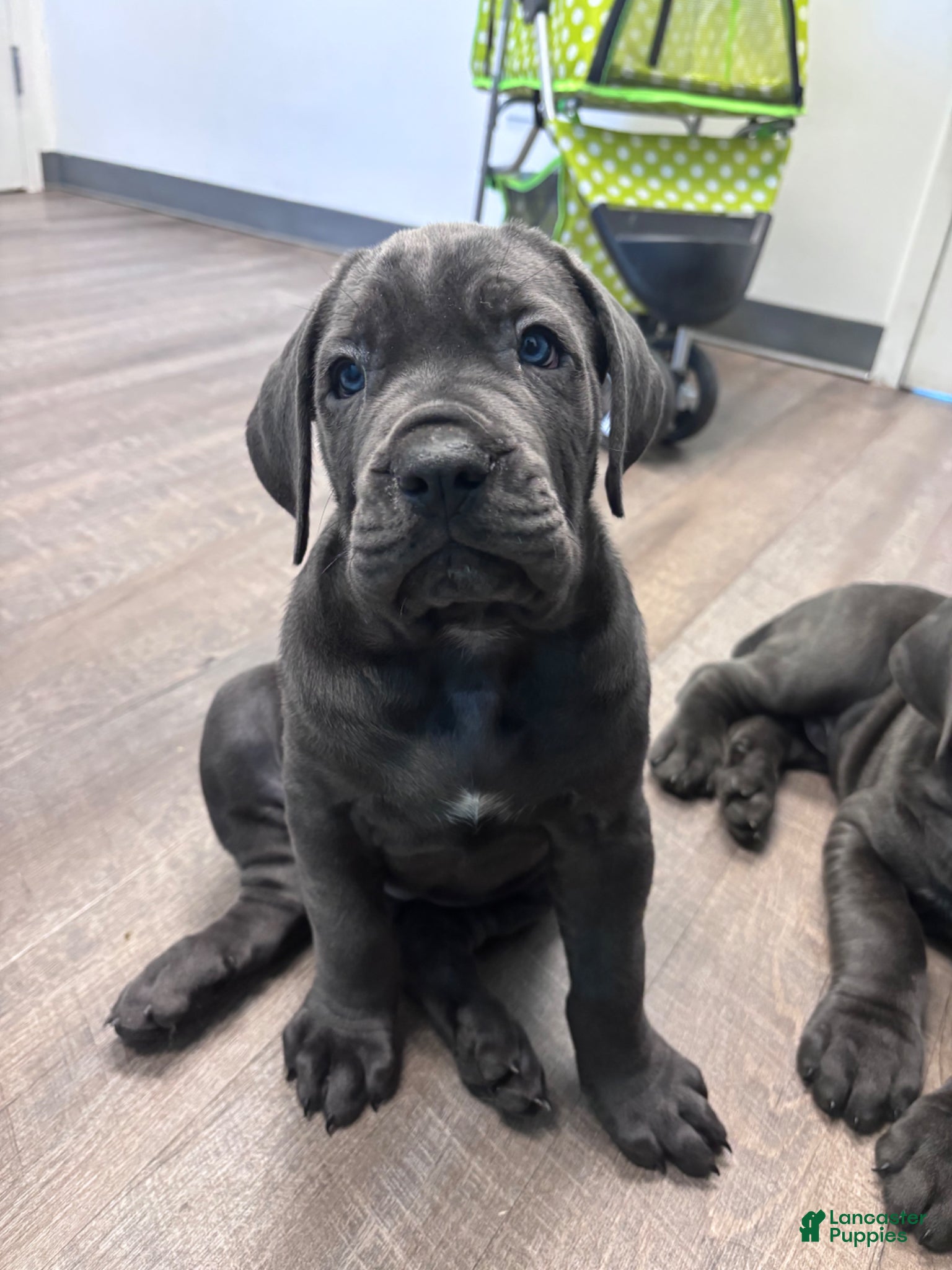 Cane Corso dogs Cane Corso Puppy 3 - Ad 7