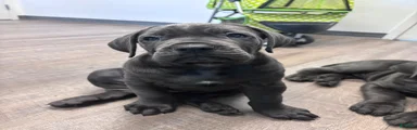 Cane Corso Puppy 3